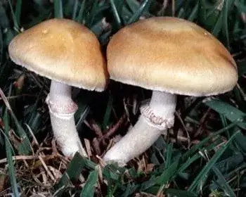 Gelbspitziger Träuschling - Stropharia coronilla