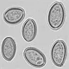 Spore image mushroom spore image