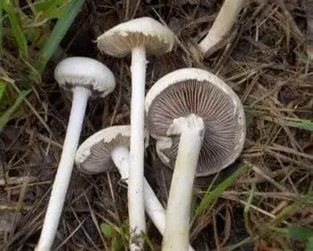 Agrocybe praecox - Agrocybe dura