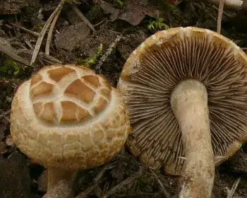 Agrocybe praecox - Agrocybe dura