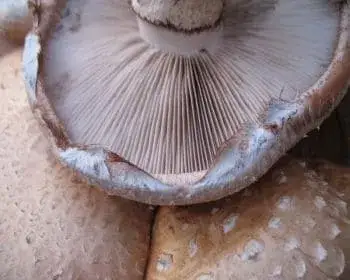 Poplar Scalycap - Hemipholiota populnea