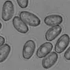 mushroom spore image