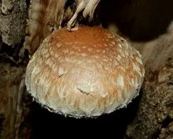 Poplar Scalycap - Hemipholiota populnea