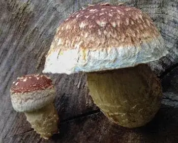 Poplar Scalycap - Hemipholiota populnea