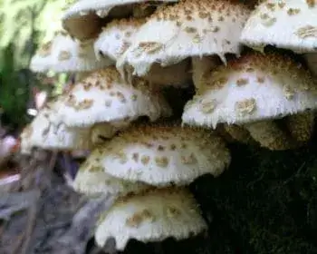 Poplar Scalycap - Hemipholiota populnea