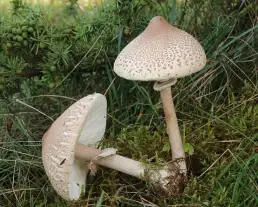 Karcsú őzlábgomba