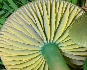 Papageien-Saftling - Gliophorus psittacina