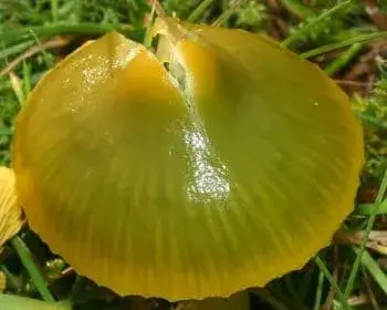 Papageien-Saftling - Gliophorus psittacina