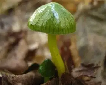 Papageien-Saftling - Gliophorus psittacina