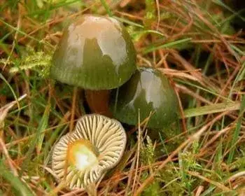 Papageien-Saftling - Gliophorus psittacina