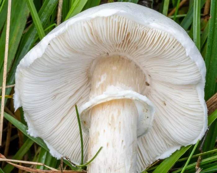 White Dapperling - Leucoagaricus leucothites