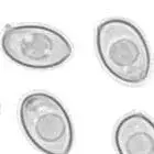 Spore image mushroom spore image