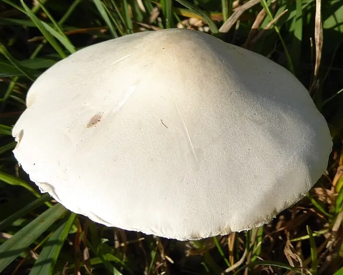 White Dapperling - Leucoagaricus leucothites