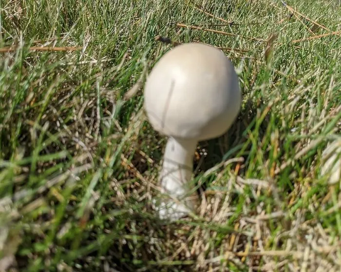 White Dapperling - Leucoagaricus leucothites