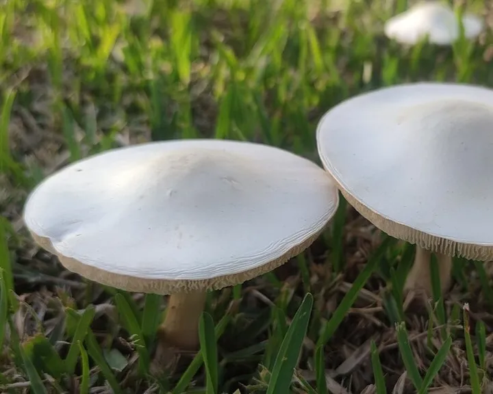 White Dapperling - Leucoagaricus leucothites