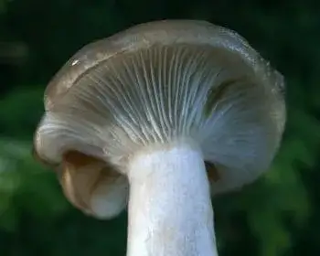 Duft-Schneckling - Hygrophorus agathosmus