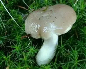 Duft-Schneckling - Hygrophorus agathosmus