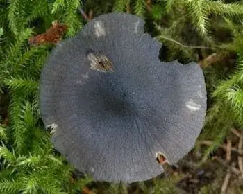 Acélkék döggomba - Entoloma nitida
