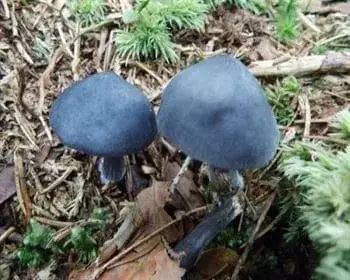 Acélkék döggomba - Entoloma nitida