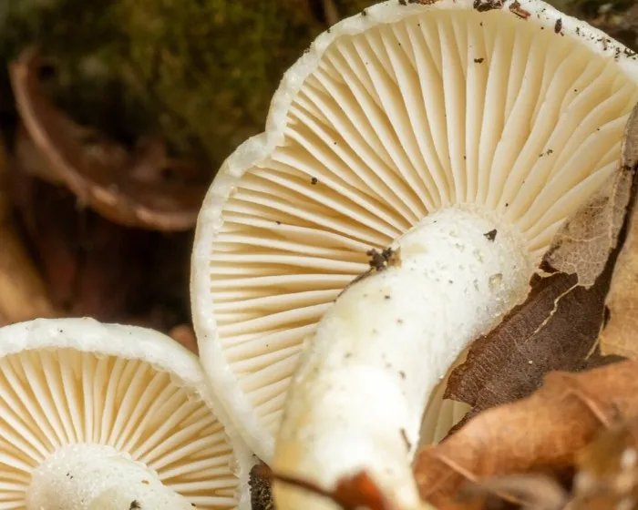 Elefántcsont csigagomba - Hygrophorus eburneus