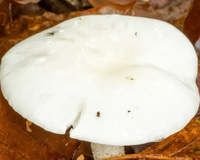 Elefántcsont csigagomba - Hygrophorus eburneus