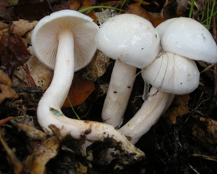 Elefántcsont csigagomba - Hygrophorus eburneus