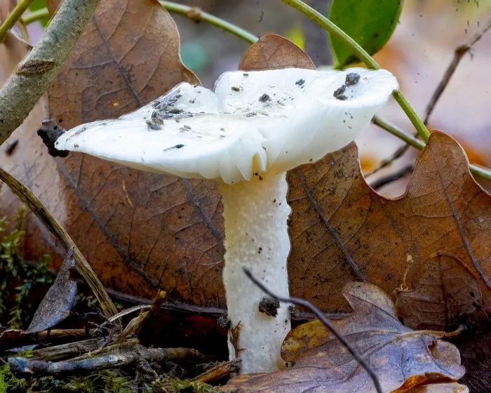Elefántcsont csigagomba - Hygrophorus eburneus