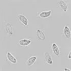 Spore image mushroom spore image