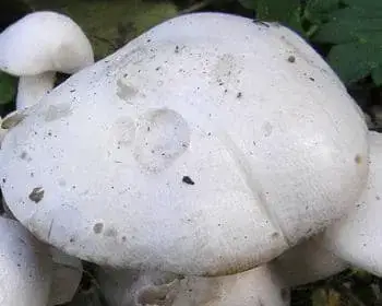 White Clustered Tricholoma - Leucocybe connatum