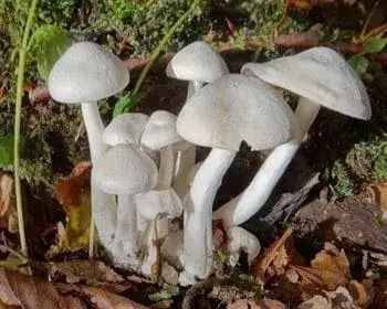 White Clustered Tricholoma - Leucocybe connatum