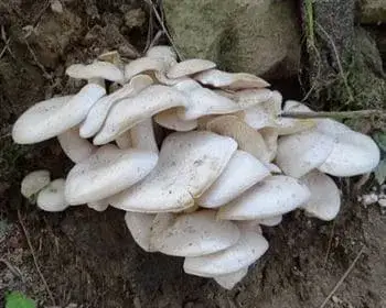 White Clustered Tricholoma - Leucocybe connatum