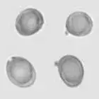 mushroom spore image