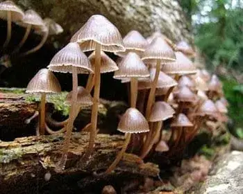 Cifra kígyógomba - Mycena inclinata