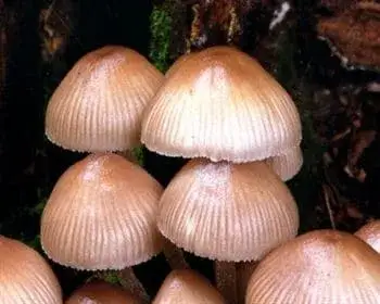 Cifra kígyógomba - Mycena inclinata
