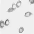 mushroom spore image