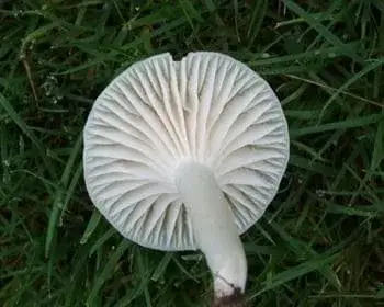 Elfenbein-Trichterling - Hygrocybe virginea