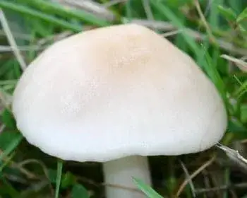 Elfenbein-Trichterling - Hygrocybe virginea