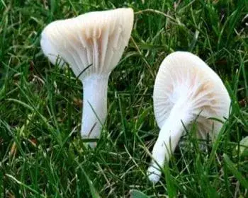 Elfenbein-Trichterling - Hygrocybe virginea