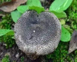 Feketepikkelyes pereszke