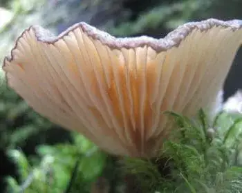 Fan-foot - Hohenbuehelia petalodes