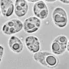 mushroom spore image