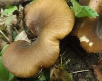 Fan-foot - Hohenbuehelia petalodes