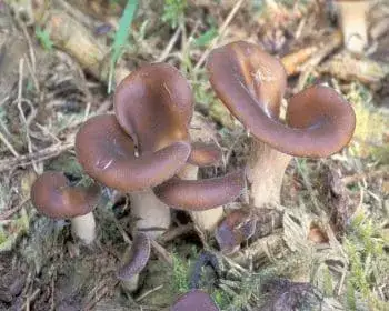 Fan-foot - Hohenbuehelia petalodes