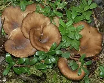 Fan-foot - Hohenbuehelia petalodes
