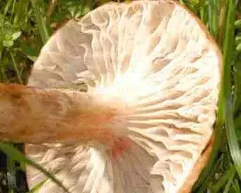 Ash-tree Woodwax - Hygrophorus discoxanthus