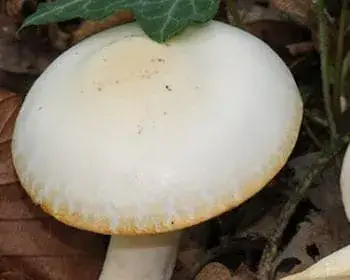 Ash-tree Woodwax - Hygrophorus discoxanthus