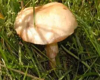 Ash-tree Woodwax - Hygrophorus discoxanthus