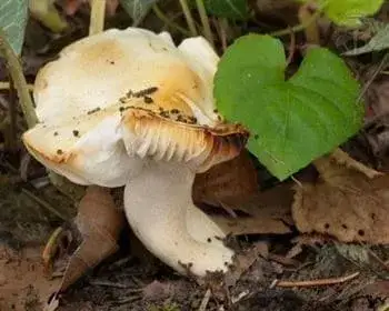 Ash-tree Woodwax - Hygrophorus discoxanthus