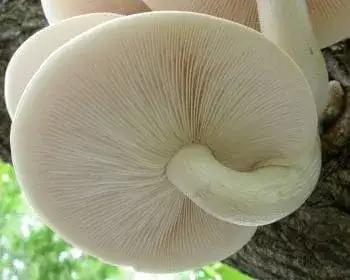 Elm Oyster - Hypsizygus ulmarius