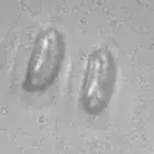 mushroom spore image